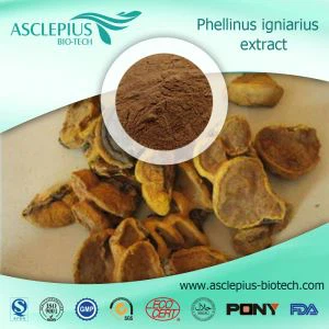 Phellinus Igniarius ekstrakti kukuni yetkazib beruvchi ulgurji / Faol moddasi - Morin