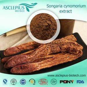 Cynomorium ekstrakti kukuni yetkazib beruvchi ulgurji